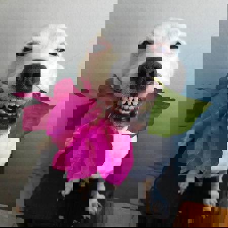 growingstairway268's Avatar